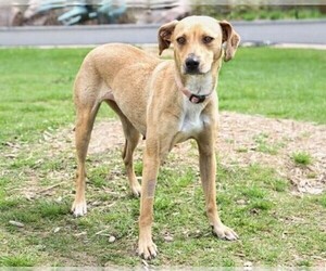 Image of Whipbeagle breed