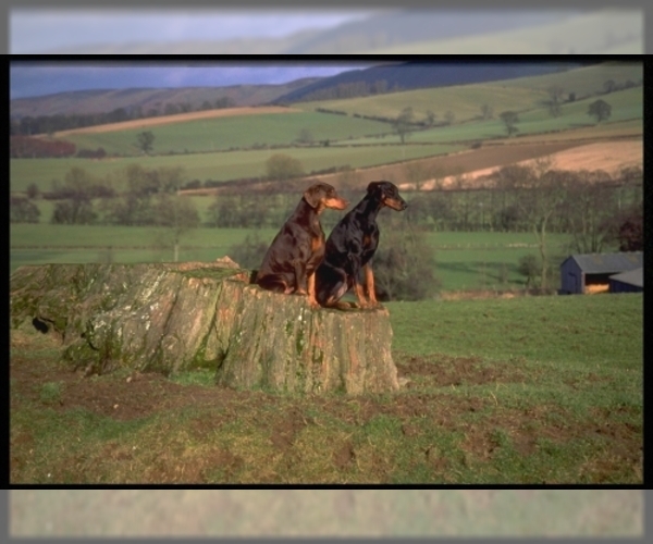 Image of Doberman Pinscher Breed