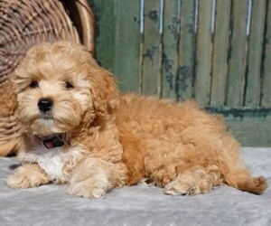 Image of Cavapoochon (Toy) breed