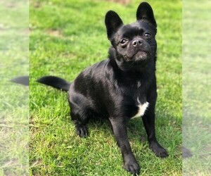 Image of French Pomerdog breed