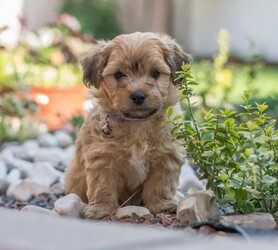 Havashire puppies for sale and Havashire dogs for adoption