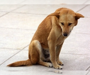 Samll image of Jindo Dog
