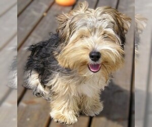 Image of Yorkie-ton breed