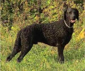 Small #4 Breed Curly Coated Retriever image