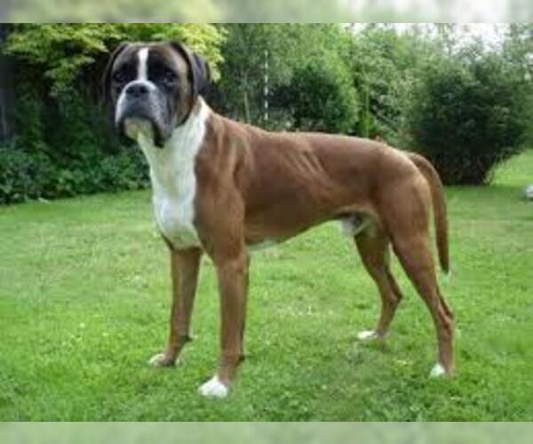 boxer breed