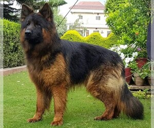 Samll image of King Shepherd