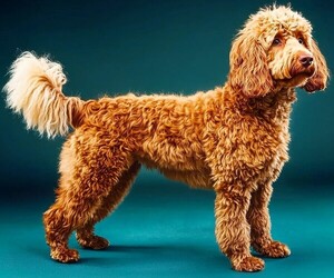 Poo Setter puppies for sale and Poo Setter dogs for adoption