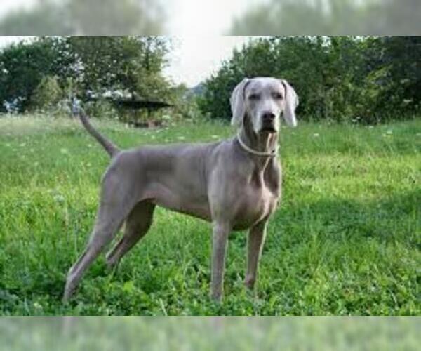 Medium Photo #2 Weimaraner Dog Breed