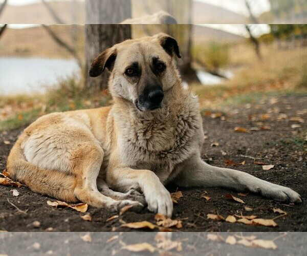 Medium Photo #1 Kangaroo Dog Dog Breed