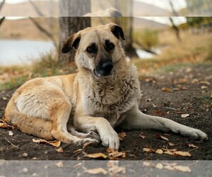 Image of Kangaroo Dog breed