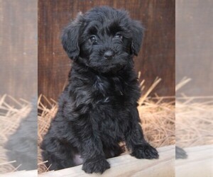 Image of Yorkiepoo mix (+ Poodle Toy) breed