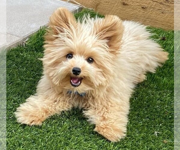 Medium Photo #1 Pomapoo (Standard) Dog Breed