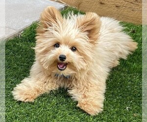 Image of Pomapoo (Standard) breed