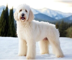 Image of Pyredoodle breed