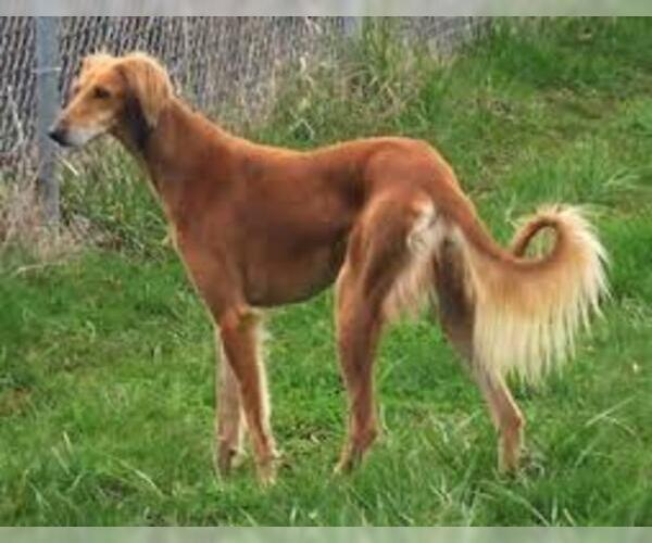 Medium Photo #2 Saluki Dog Breed