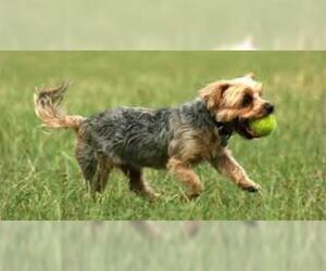 Small #4 Breed Yorkshire Terrier image