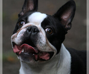 Small #1 Breed Boston Terrier image