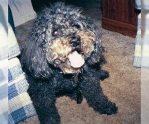 Image of Whoodle breed