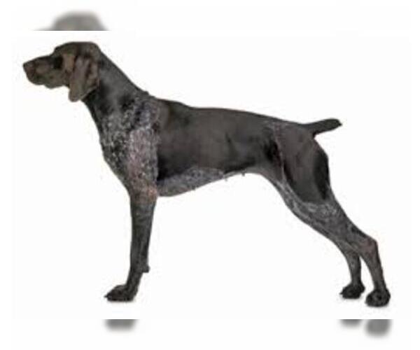 Medium Photo #4 German Shorthaired Pointer Dog Breed