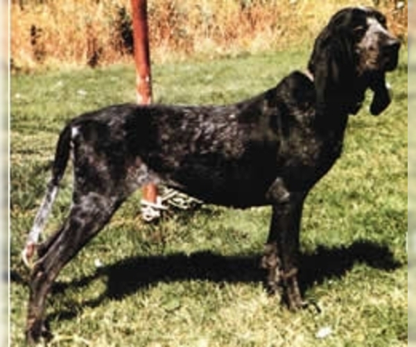 Image of American Blue Gascon Hound Breed