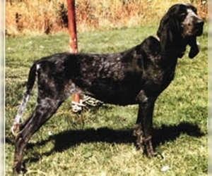 Image of American Blue Gascon Hound Breed