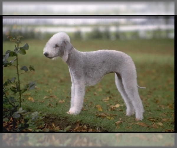 Image (Bedlington Terrier)