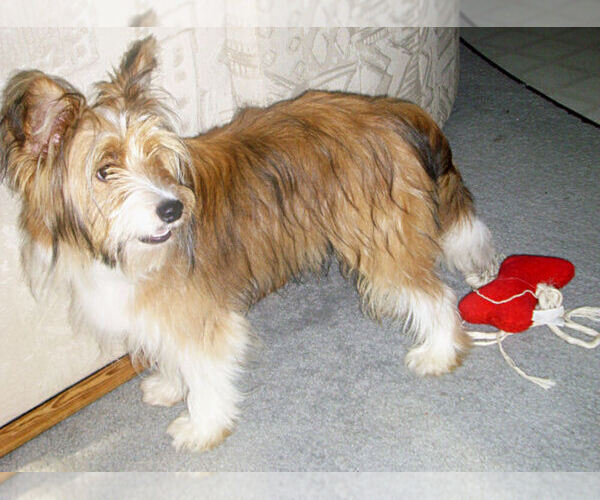 Medium Photo #1 Yorkelties Dog Breed