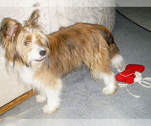 Image of Yorkelties breed