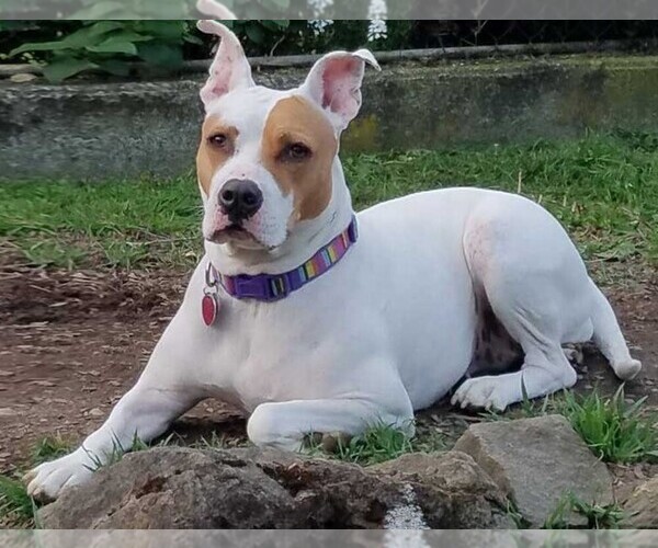 Medium Photo #1 American Bull-Jack Dog Breed