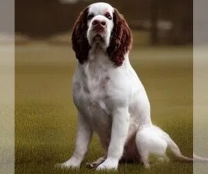 Image of Cluminger Spaniel breed