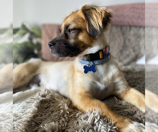 Medium Photo #1 Pekehound Dog Breed