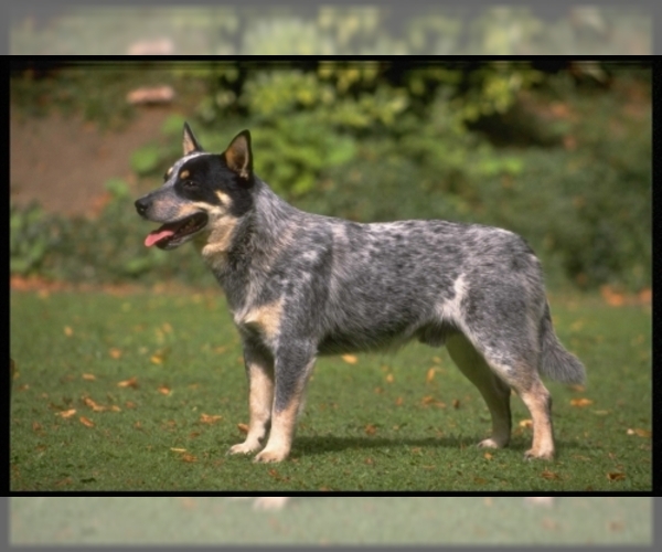 Australian Cattle Dog Dog Breed Image