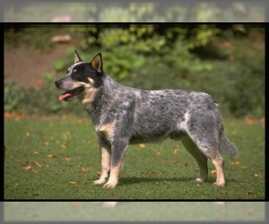 Small Photo #1 Australian Cattle Dog Dog Breed