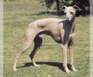 Small #2 Breed Italian Greyhound image