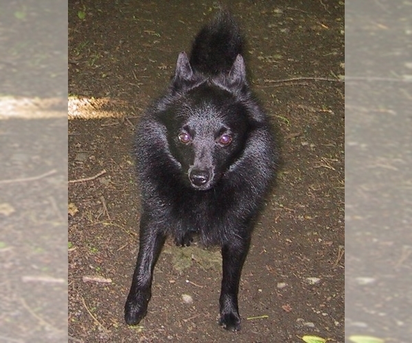 Image of Schipperke Breed