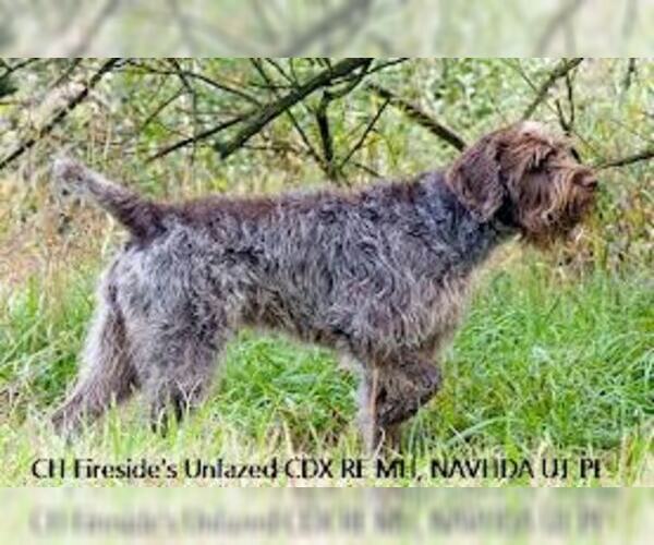 Medium Photo #2 Wirehaired Pointing Griffon Dog Breed