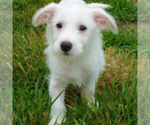 Havanestie puppies for sale and Havanestie dogs for adoption