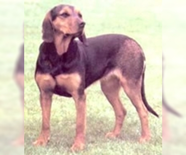 Image of Austrian Black and Tan Hound Breed