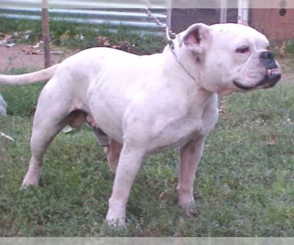 Medium Photo #1 Valley Bulldog Dog Breed