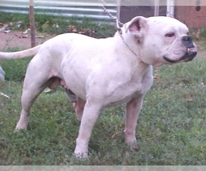 Image of Valley Bulldog breed