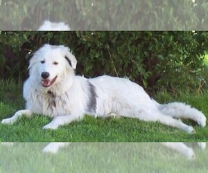Samll image of Pyrenees Border Collie