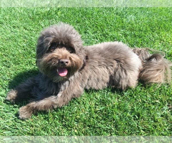 Medium Photo #15 Havanese Dog Breed