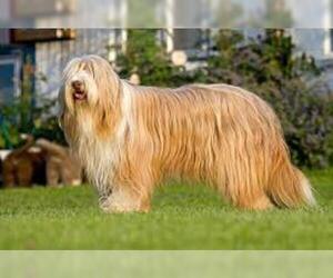 Small Photo #4 Bearded Collie Dog Breed