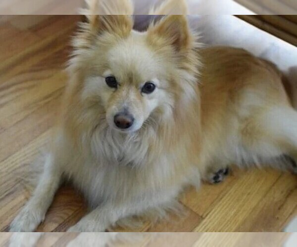 Medium Photo #1 Pomeranian Pitbull Dog Breed