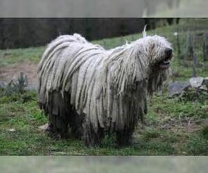 Small #2 Breed Komondor image