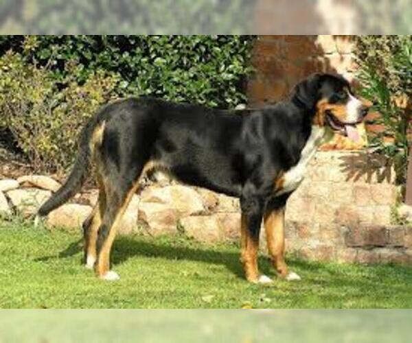 Full screen Photo #4 Greater Swiss Mountain Dog Dog Breed