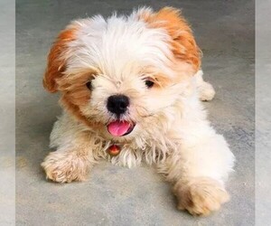 Samll image of Bolo-chi