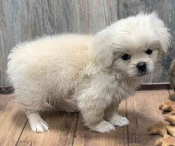 Medium Photo #1 Havapeke Dog Breed