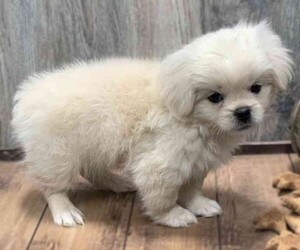 Image of Havapeke breed