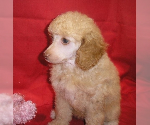 Poodle (Miniature) Dog Breed Image